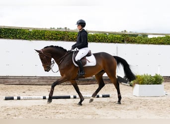 Andere Rassen, Merrie, 5 Jaar, 163 cm, Bruin