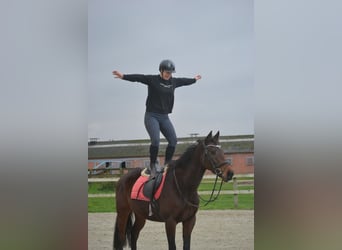 Andere Rassen, Merrie, 5 Jaar, 163 cm, Donkerbruin