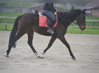 Andere Rassen, Merrie, 5 Jaar, 163 cm, Donkerbruin