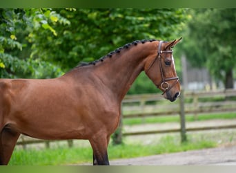 Andere Rassen, Merrie, 5 Jaar, 166 cm, Vos