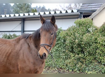 Andere Rassen, Merrie, 5 Jaar, 167 cm, Bruin