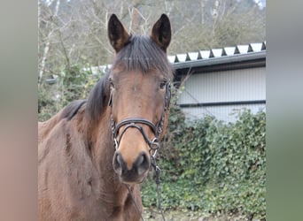 Andere Rassen, Merrie, 5 Jaar, 167 cm, Bruin