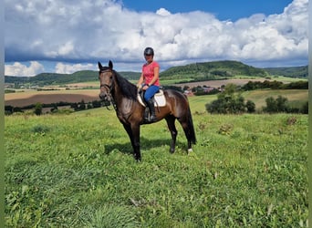 Andere Rassen Mix, Merrie, 5 Jaar, 168 cm, Donkerbruin