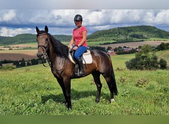 Andere Rassen Mix, Merrie, 5 Jaar, 168 cm, Donkerbruin