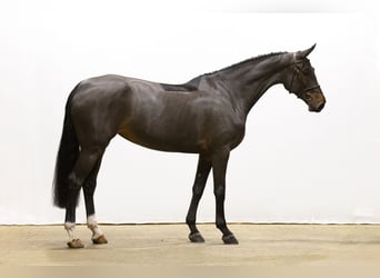 Andere Rassen, Merrie, 5 Jaar, 168 cm, Donkerbruin