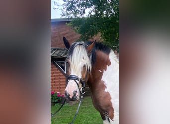 Andere Rassen, Merrie, 5 Jaar, 173 cm, Gevlekt-paard