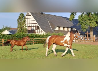 Andere Rassen, Merrie, 5 Jaar, 173 cm, Gevlekt-paard