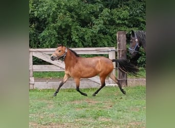 Andere Rassen, Merrie, 6 Jaar, 115 cm, Roodbruin