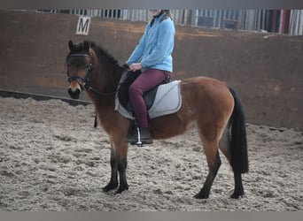 Andere Rassen, Merrie, 6 Jaar, 115 cm, Roodbruin