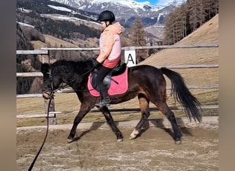 Andere Rassen, Merrie, 6 Jaar, 128 cm, Zwartbruin