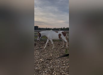 Andere Rassen, Merrie, 6 Jaar, 135 cm, Gevlekt-paard