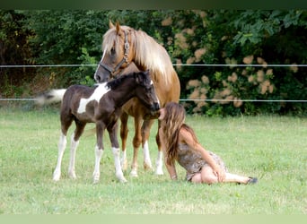 Andere Rassen, Merrie, 6 Jaar, 140 cm, Vos