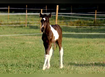 Andere Rassen, Merrie, 6 Jaar, 140 cm, Vos