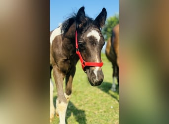 Andere Rassen, Merrie, 6 Jaar, 140 cm, Vos