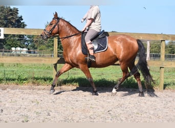 Andere Rassen, Merrie, 6 Jaar, 147 cm, Donkerbruin