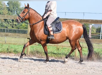 Andere Rassen, Merrie, 6 Jaar, 147 cm, Donkerbruin