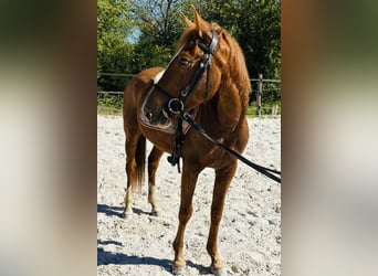 Andere Rassen, Merrie, 6 Jaar, 147 cm, Vos