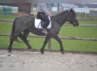 Andere Rassen, Merrie, 6 Jaar, 147 cm, Zwartschimmel