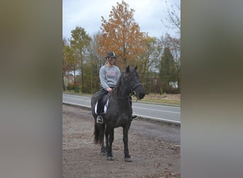 Andere Rassen, Merrie, 6 Jaar, 147 cm, Zwartschimmel