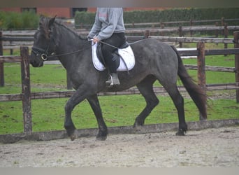 Andere Rassen, Merrie, 6 Jaar, 147 cm, Zwartschimmel