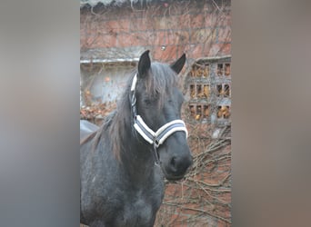 Andere Rassen, Merrie, 6 Jaar, 147 cm, Zwartschimmel