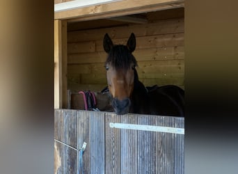 Andere Rassen, Merrie, 6 Jaar, 150 cm, Donkerbruin