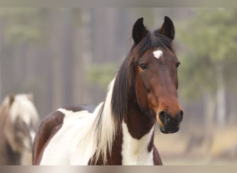 Andere Rassen, Merrie, 6 Jaar, 150 cm, Gevlekt-paard