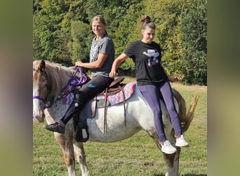 Andere Rassen, Merrie, 6 Jaar, 152 cm, Appaloosa