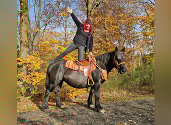 Andere Rassen, Merrie, 6 Jaar, 152 cm, Zwart