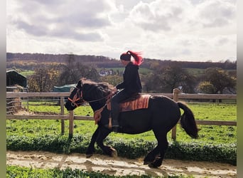 Andere Rassen, Merrie, 6 Jaar, 152 cm, Zwart