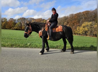 Andere Rassen, Merrie, 6 Jaar, 152 cm, Zwart