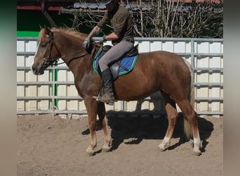 Andere Rassen, Merrie, 6 Jaar, 153 cm, Donkere-vos
