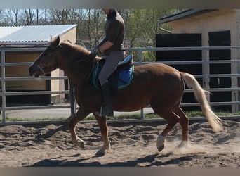 Andere Rassen, Merrie, 6 Jaar, 153 cm, Donkere-vos