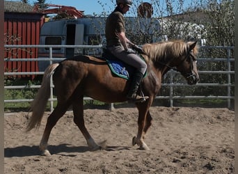 Andere Rassen, Merrie, 6 Jaar, 153 cm, Vos