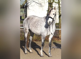 Andere Rassen, Merrie, 6 Jaar, 154 cm, Schimmel