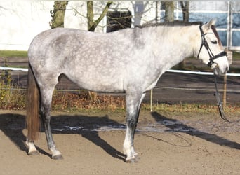 Andere Rassen, Merrie, 6 Jaar, 154 cm, Schimmel