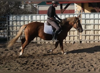 Andere Rassen, Merrie, 6 Jaar, 154 cm, Vos