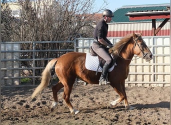 Andere Rassen, Merrie, 6 Jaar, 154 cm, Vos
