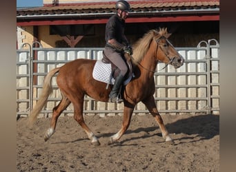 Andere Rassen, Merrie, 6 Jaar, 154 cm, Vos