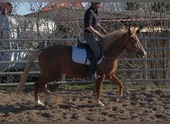 Andere Rassen, Merrie, 6 Jaar, 154 cm, Vos
