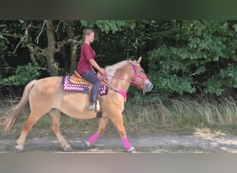 Andere Rassen, Merrie, 6 Jaar, 155 cm, Bruin