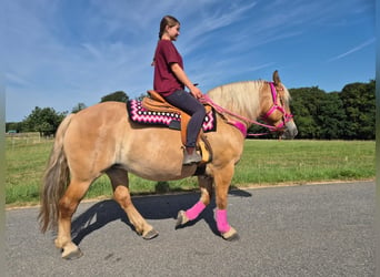 Andere Rassen, Merrie, 6 Jaar, 155 cm, Bruin