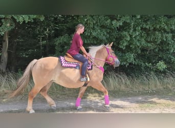 Andere Rassen, Merrie, 6 Jaar, 155 cm, Bruin