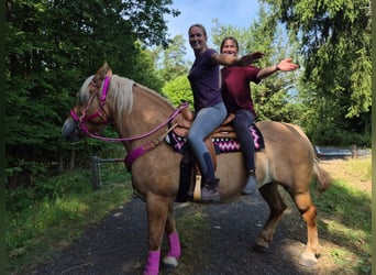 Andere Rassen, Merrie, 6 Jaar, 155 cm, Bruin