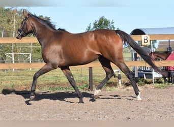 Andere Rassen, Merrie, 6 Jaar, 157 cm, Bruin