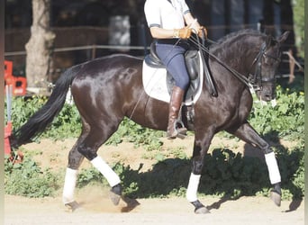 Andere Rassen, Merrie, 6 Jaar, 158 cm, Zwart