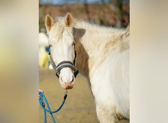 Andere Rassen, Merrie, 6 Jaar, 160 cm, Champagne