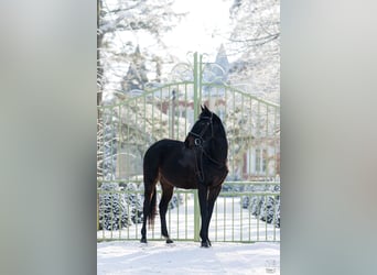 Andere Rassen, Merrie, 6 Jaar, 162 cm, Donkerbruin