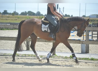 Andere Rassen, Merrie, 6 Jaar, 165 cm, Bruin