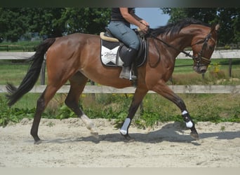 Andere Rassen, Merrie, 6 Jaar, 165 cm, Bruin